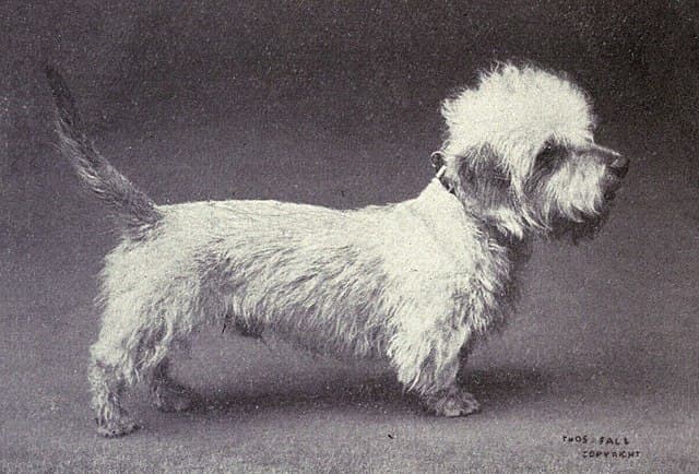 what is the history of the dinmont terrier club