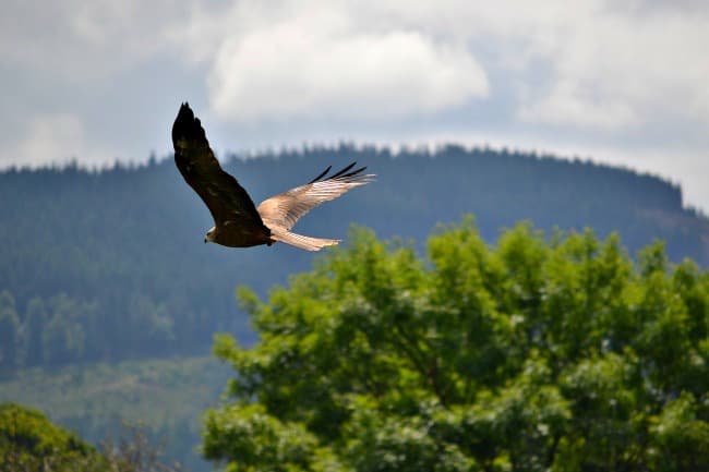 Scottish National Bird Should It Be The Golden Eagle