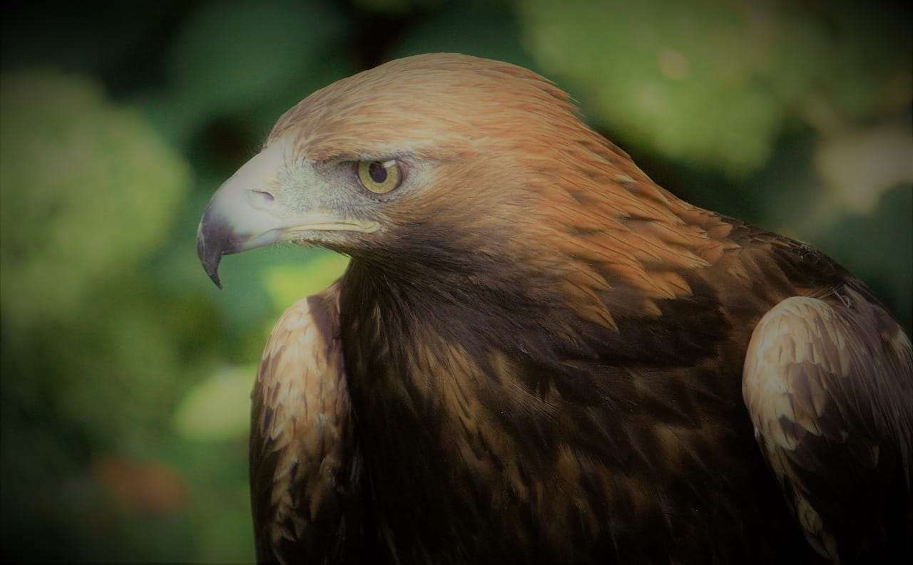 White Tailed Eagle To Return To The Isle Of Wight