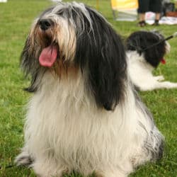 The History of Scotlands Bearded Collie