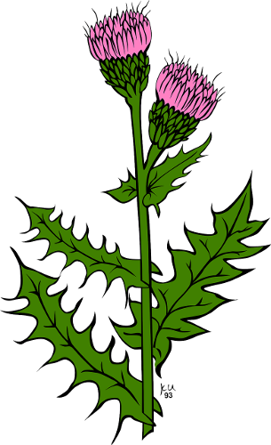 Thistle Drawing2 