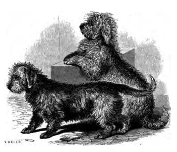 what is the history of the dinmont terrier club